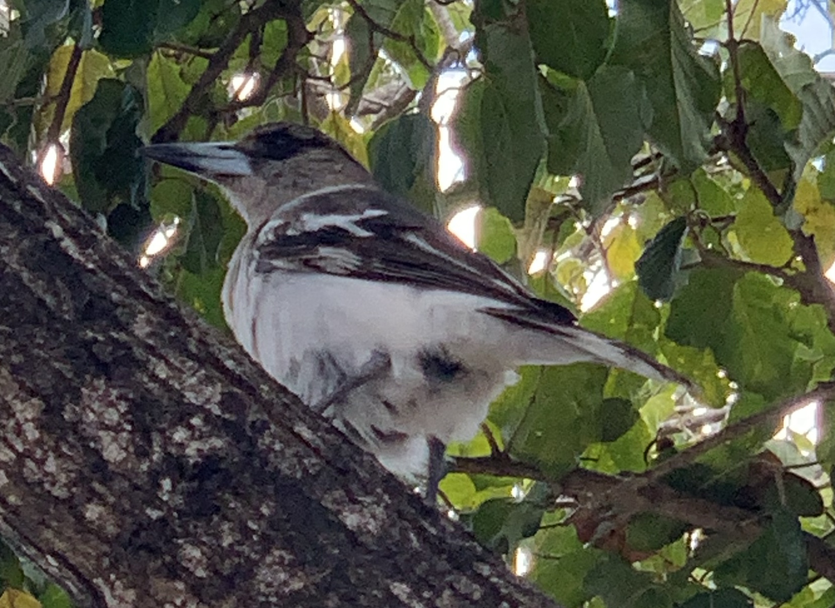 Pied Butcherbird
