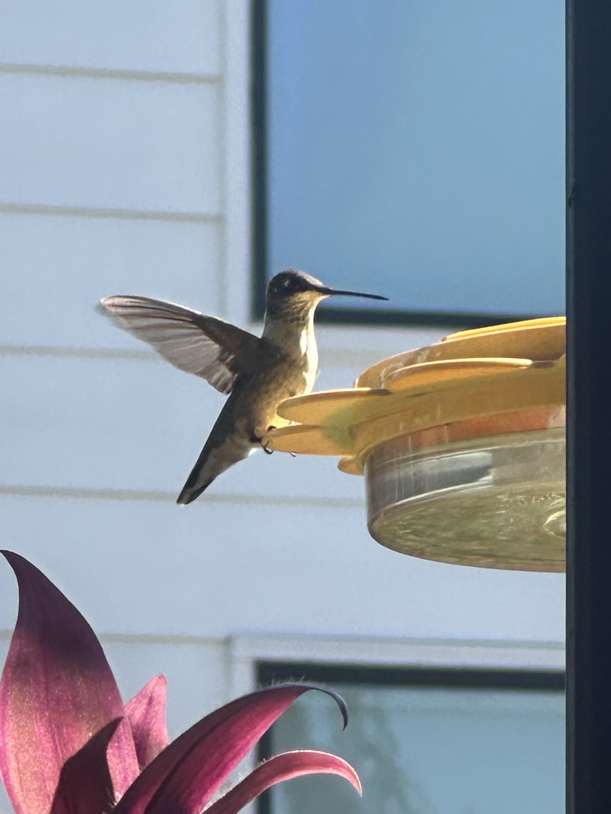Ruby-throated Hummingbird