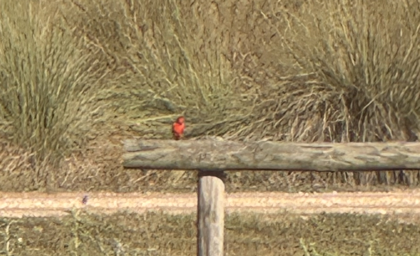 Vermilion Flycatcher
