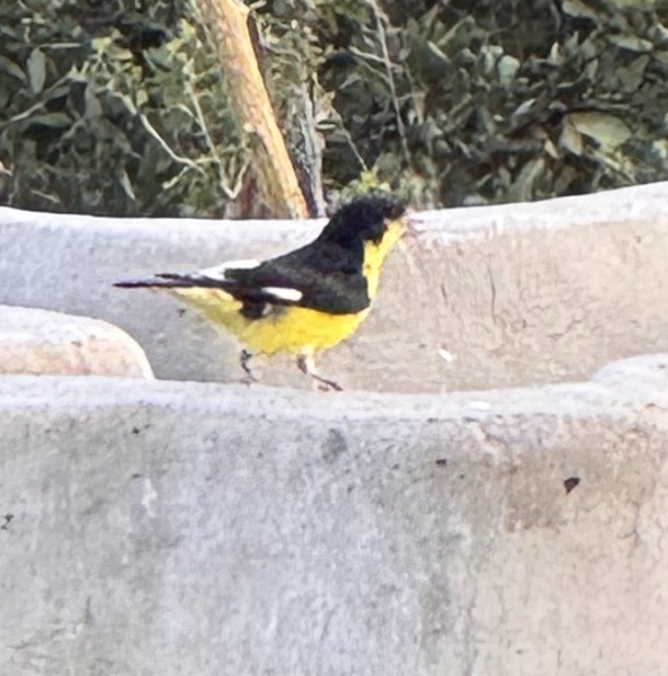 Lesser Goldfinch