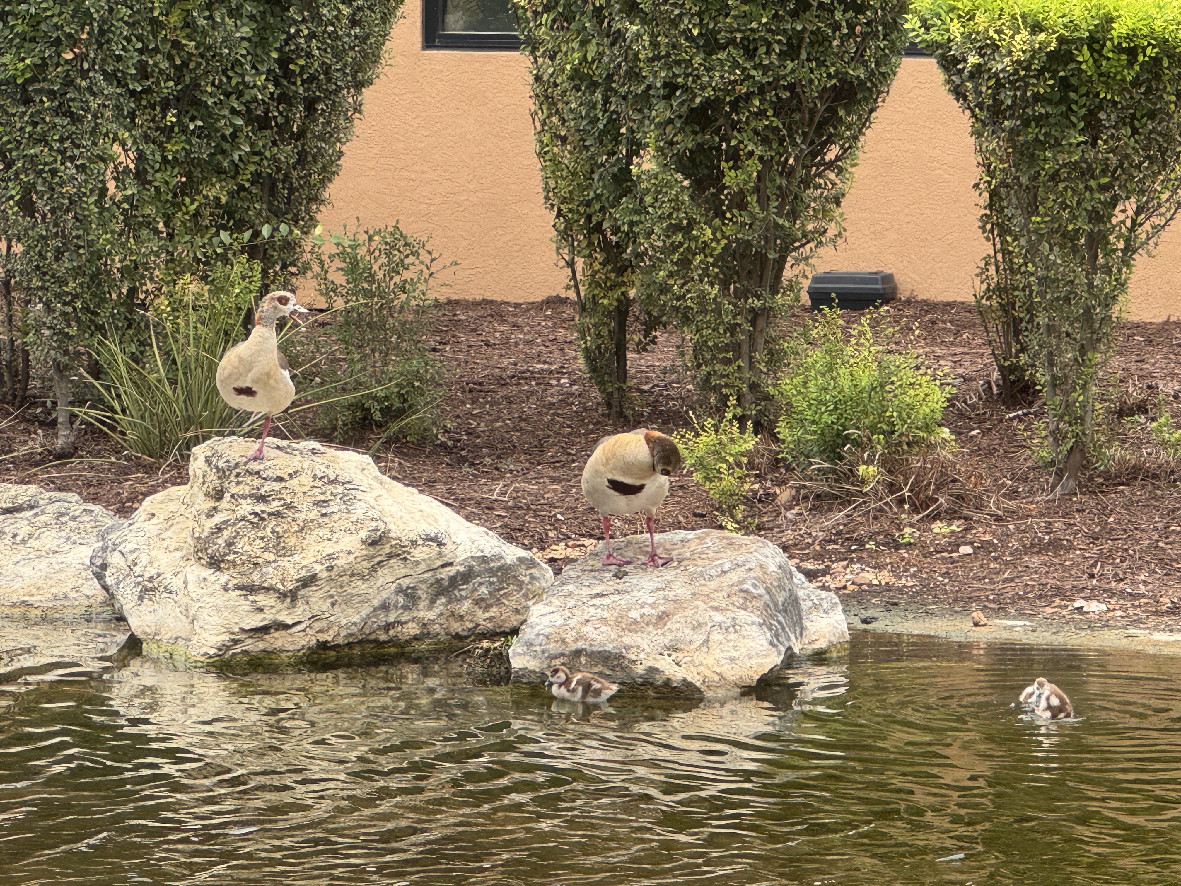 Egyptian Goose