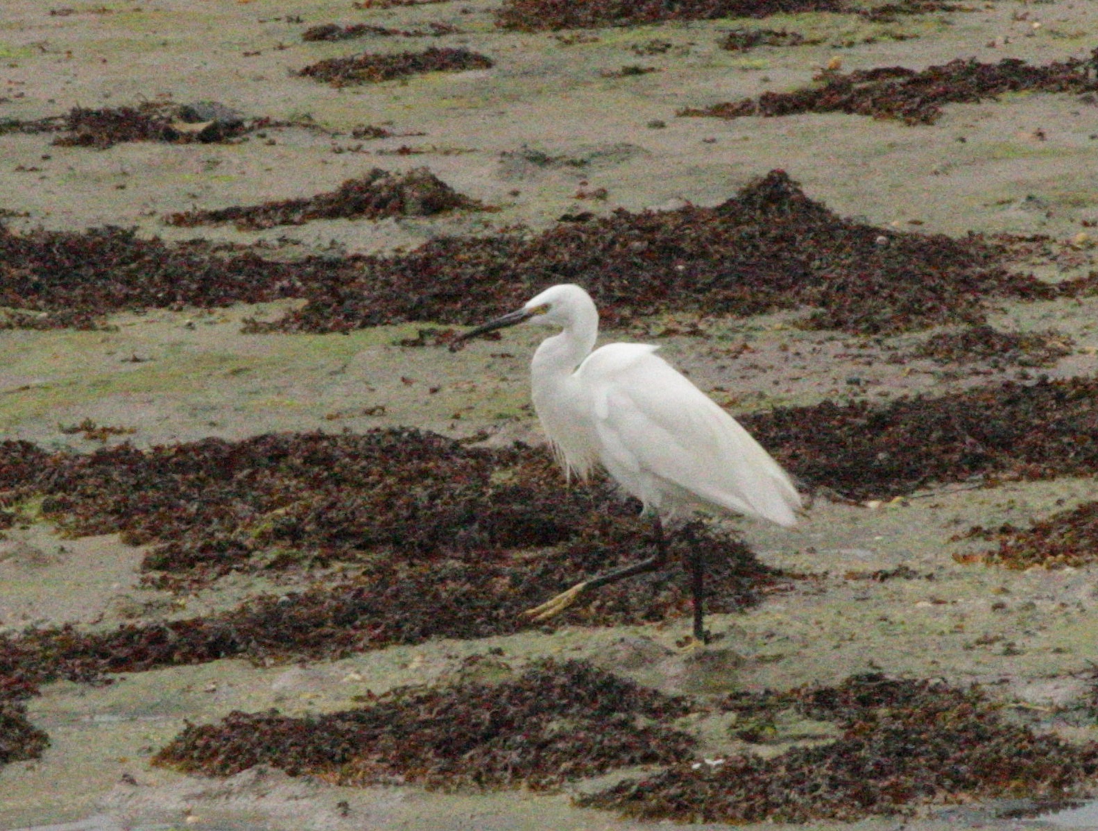 Little Egret