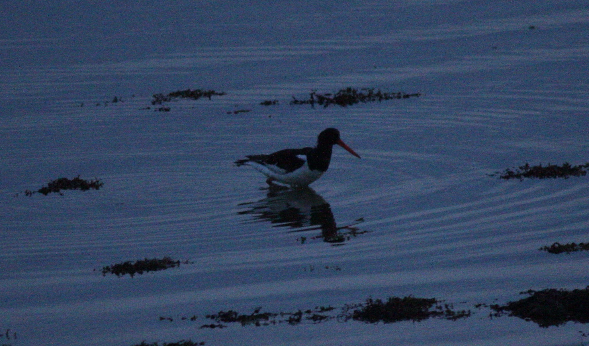 Eurasian Oystercatcher