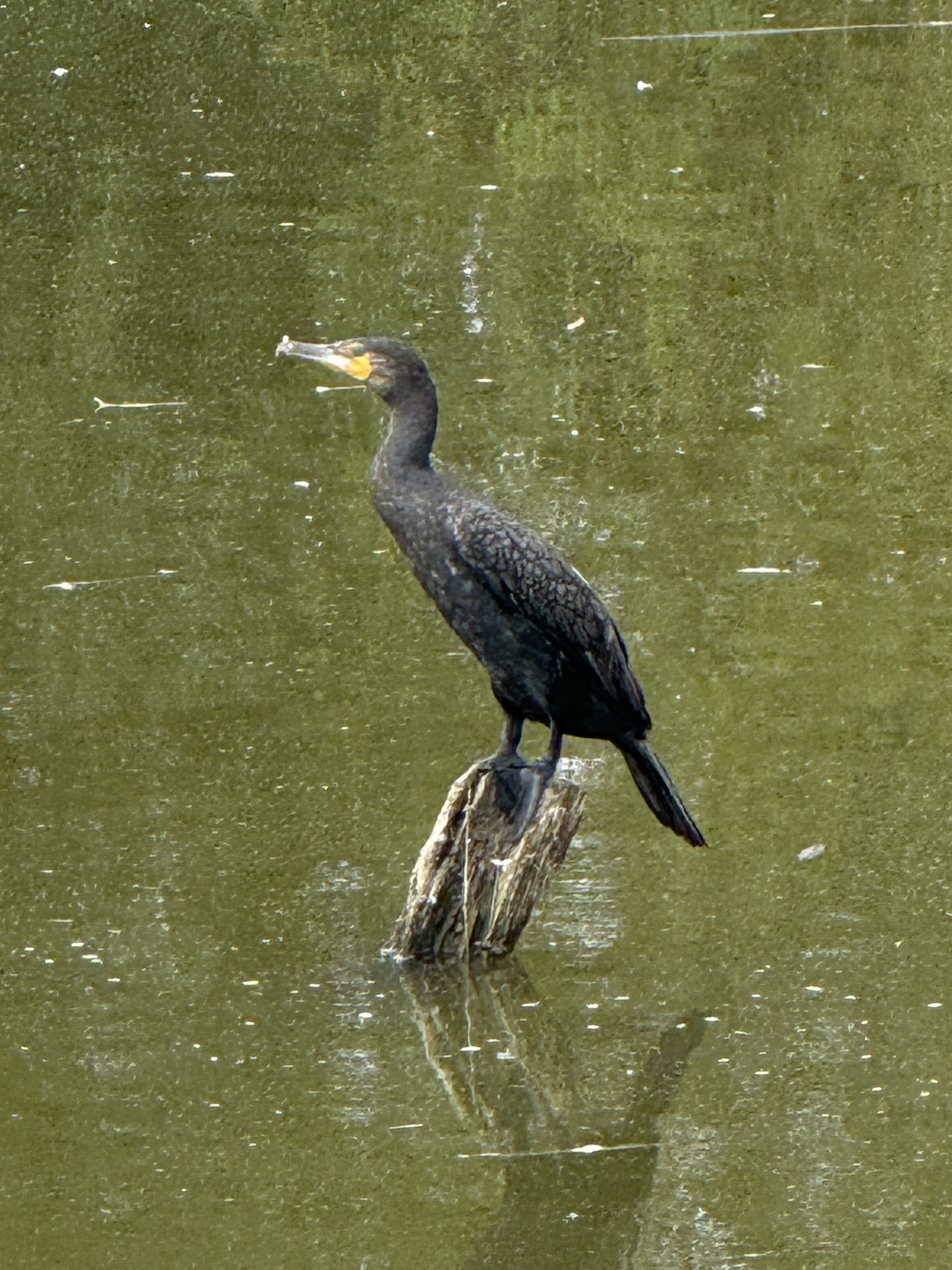Double-crested Cormorant