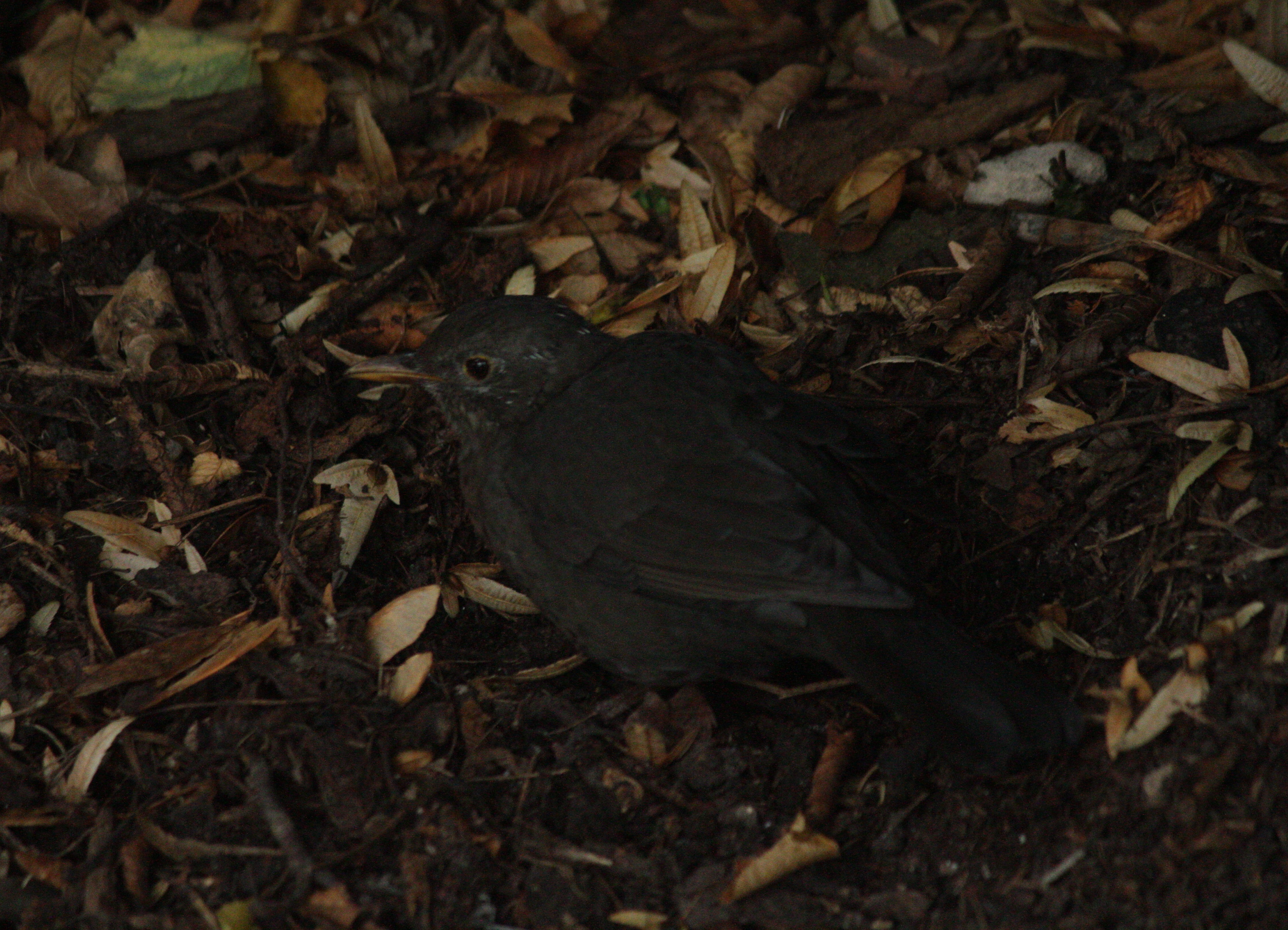 Eurasian Blackbird