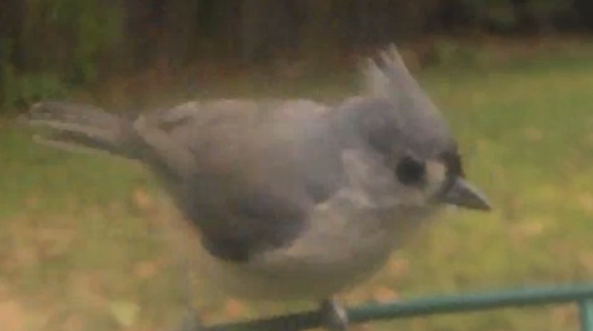 Tufted Titmouse
