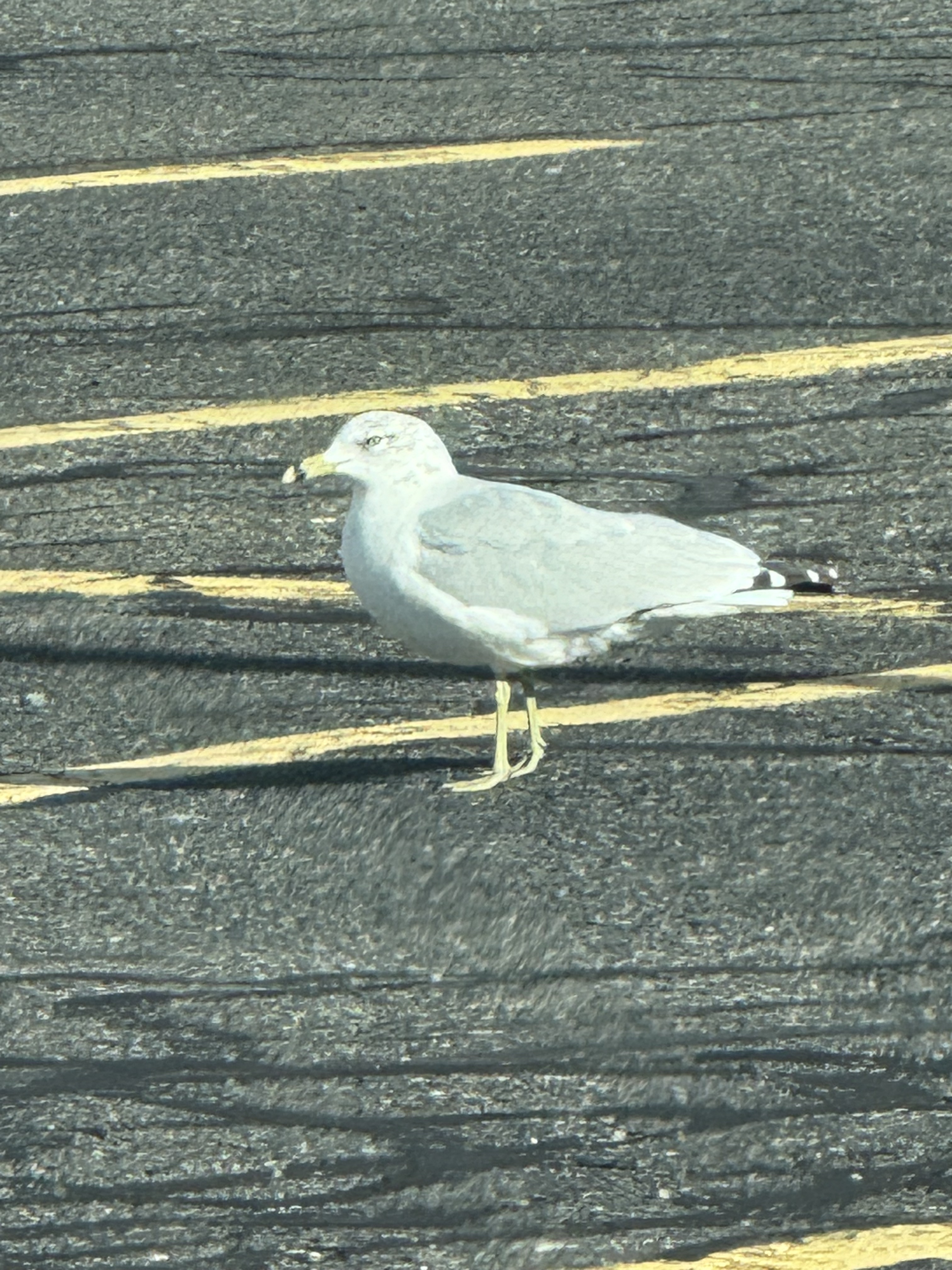 Ring-billed Gull