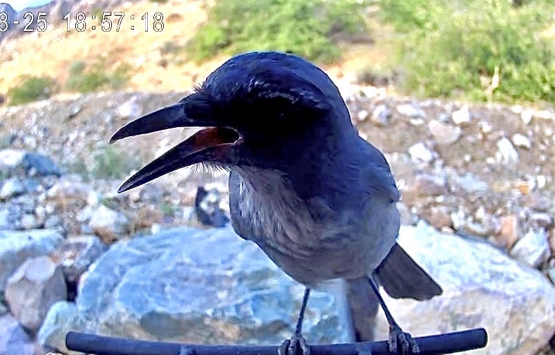 Woodhouse's Scrub-Jay