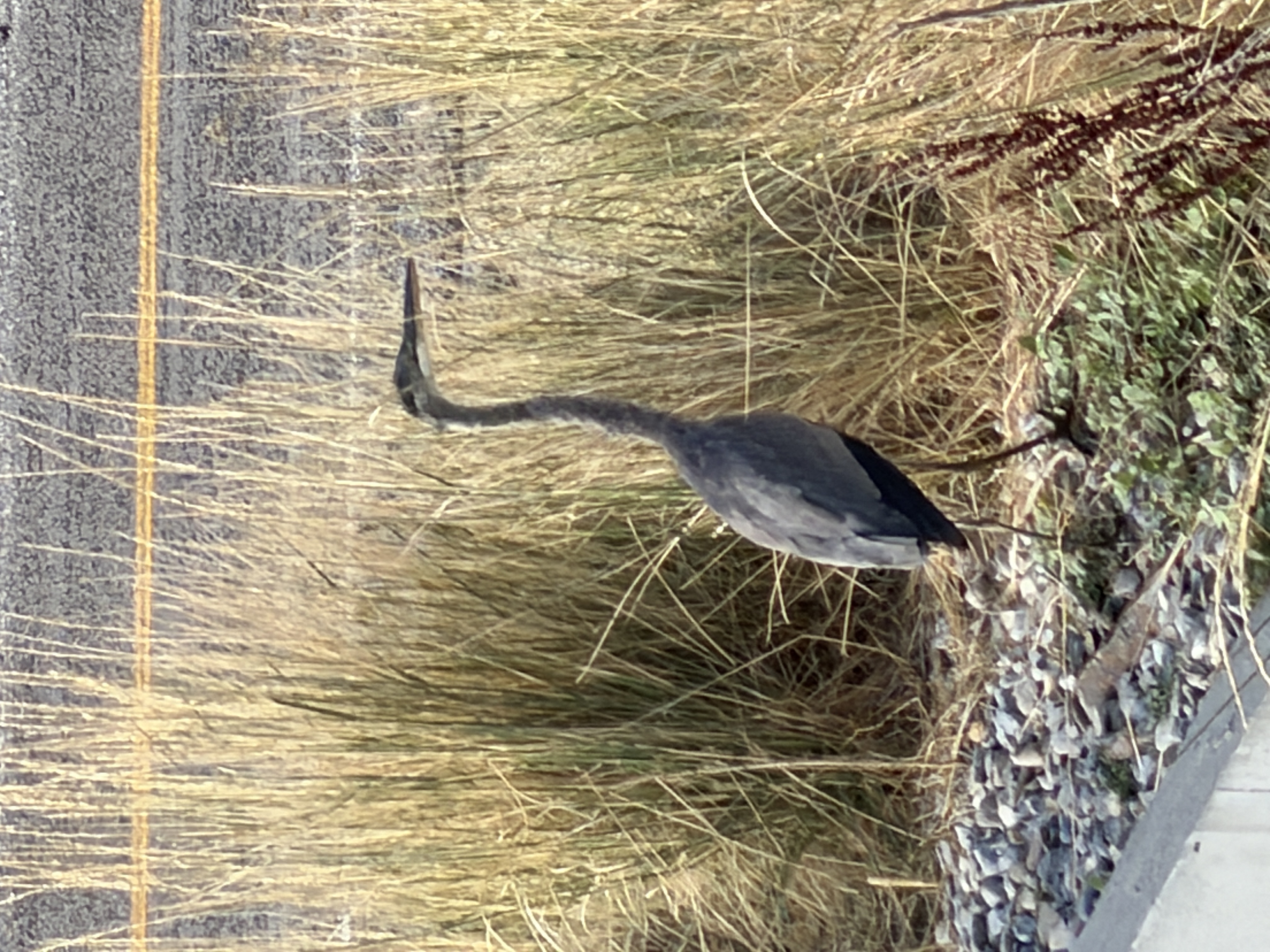 Great Blue Heron