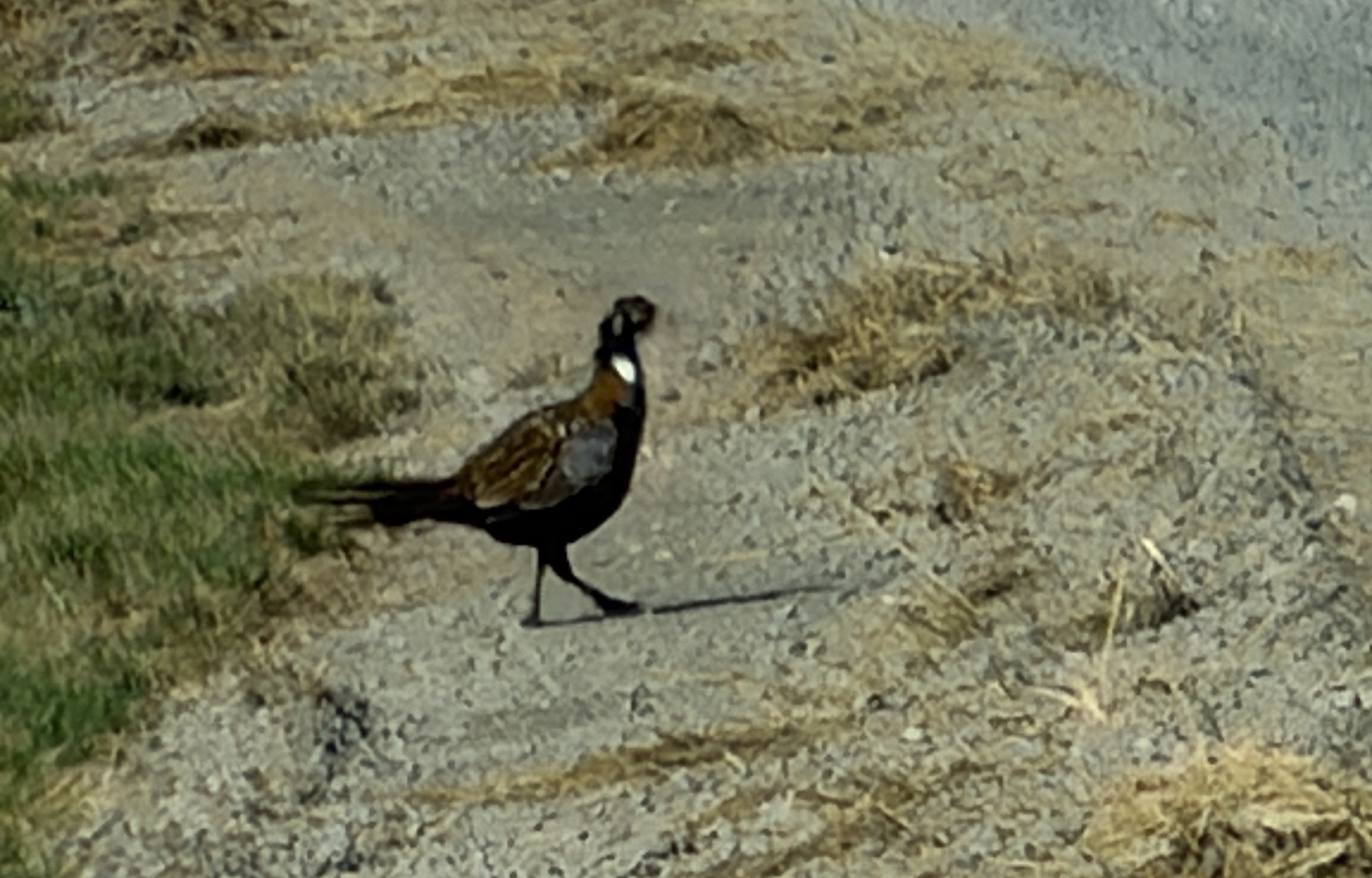 Ring-necked Pheasant