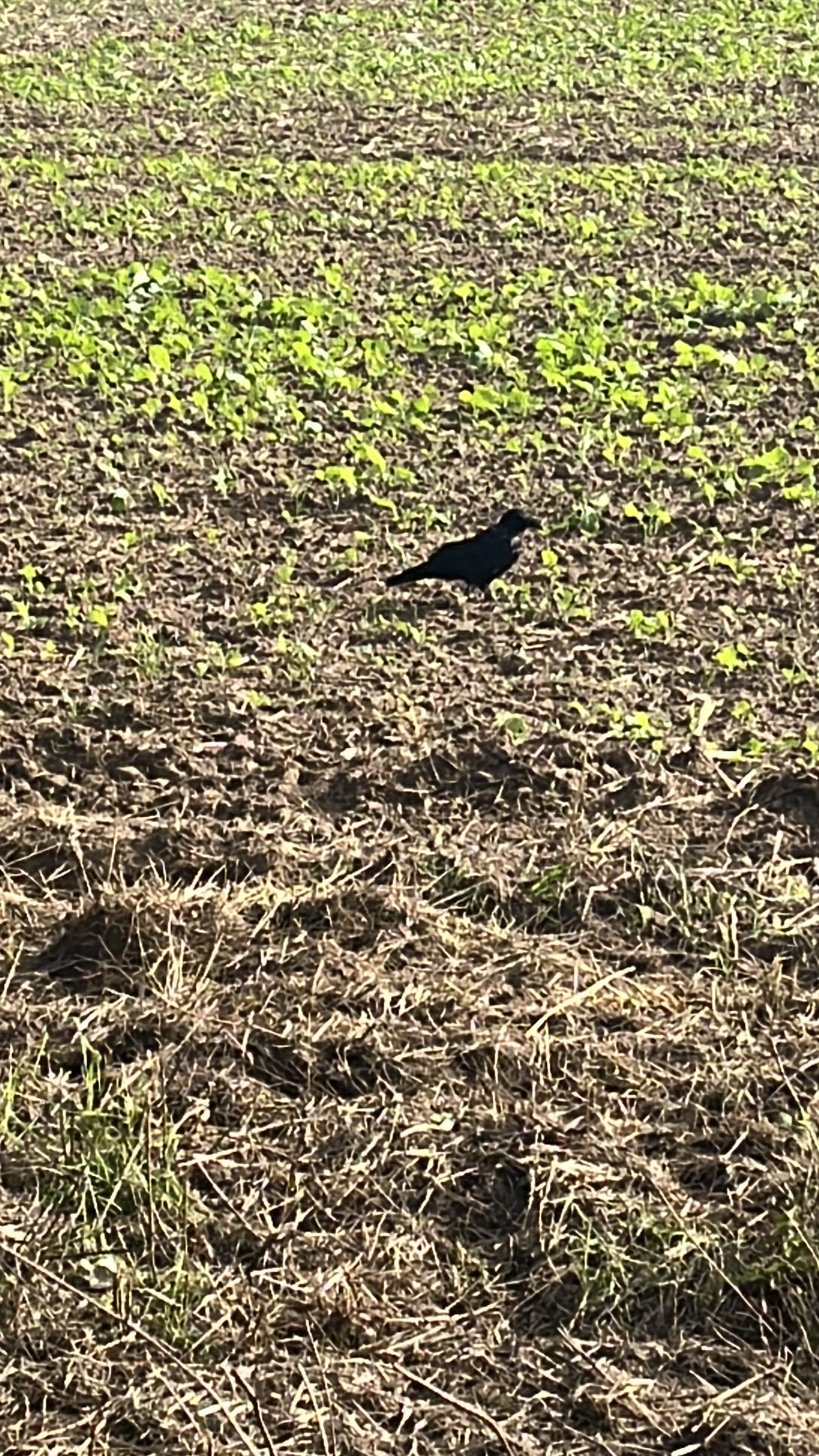 Common Raven