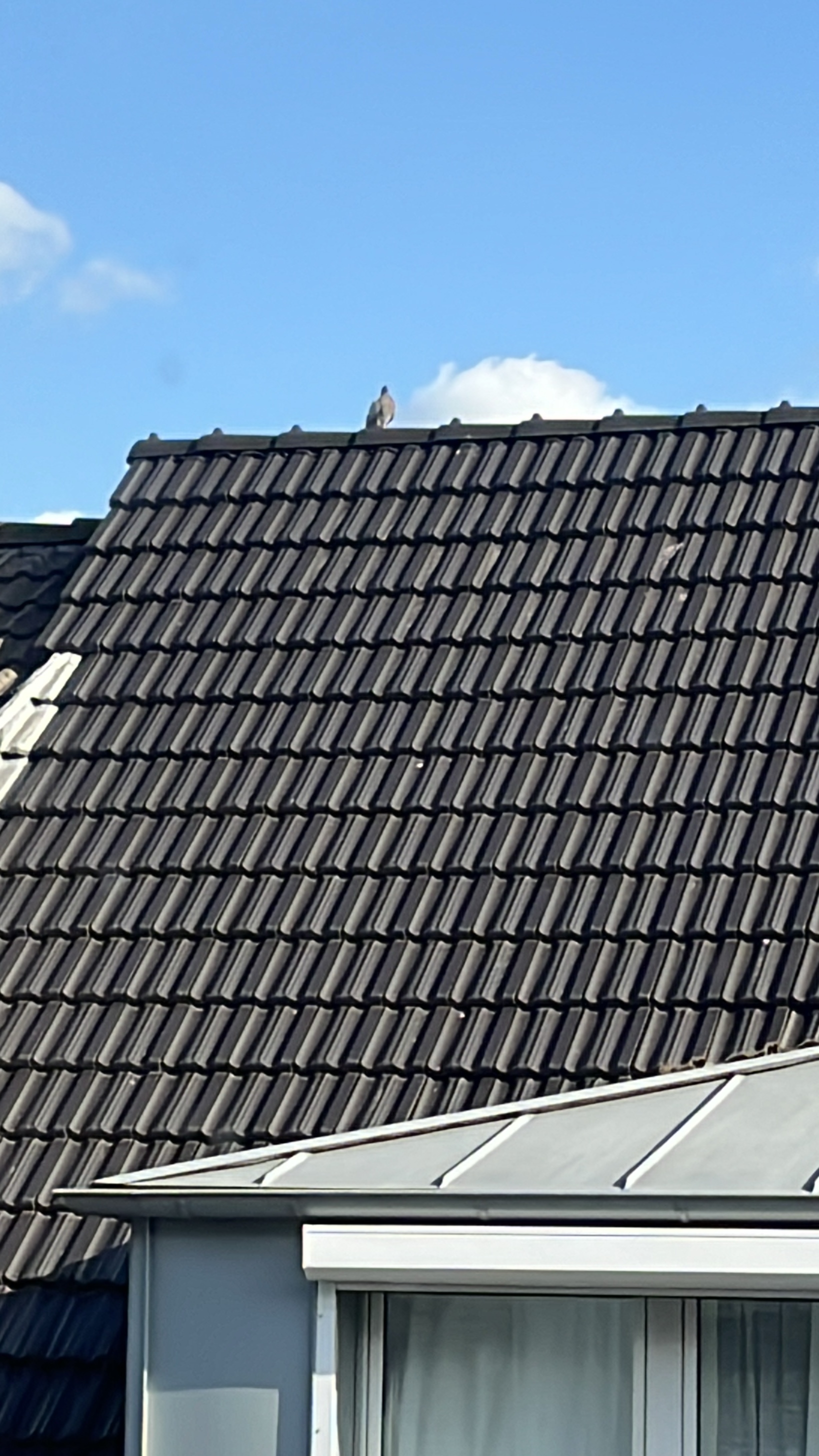 Eurasian Collared-Dove