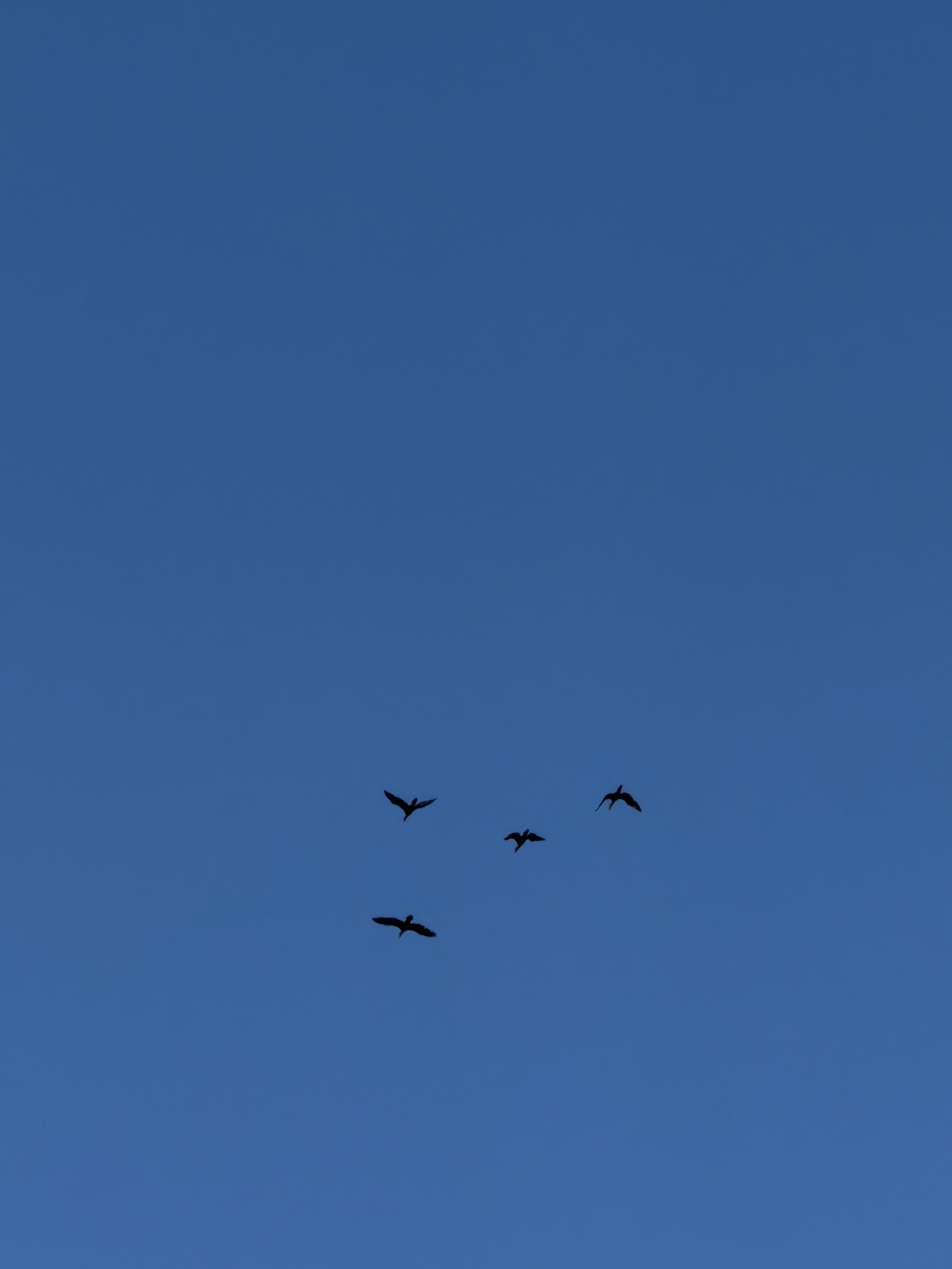 Double-crested Cormorant
