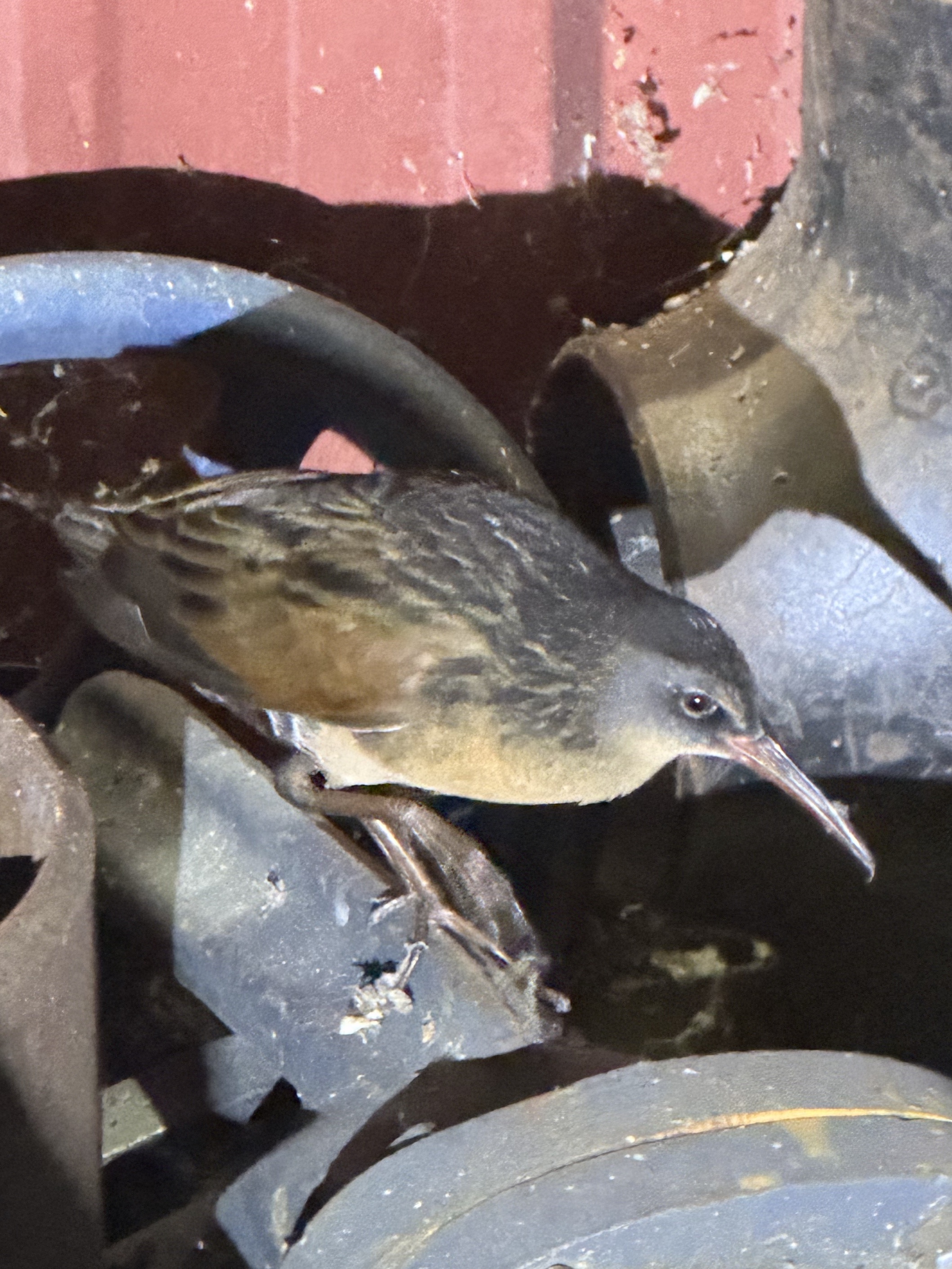 Virginia Rail