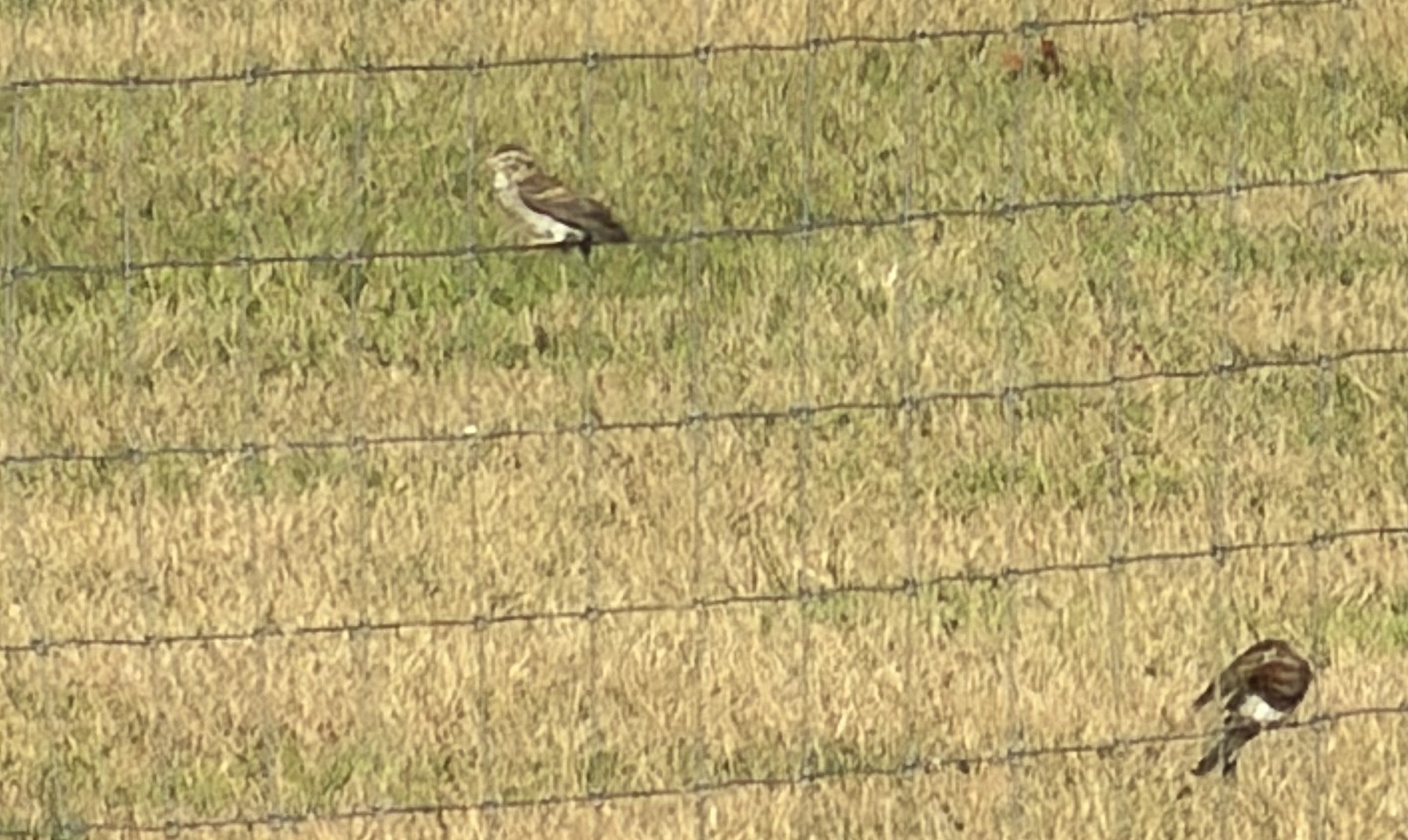 Lark Sparrow